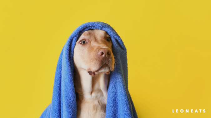 九步驟，讓毛孩愛上洗澡！(圖)