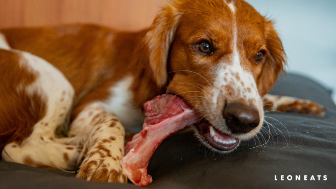 談談寵物營養（1）－ 貓犬六大必需營養素：蛋白質與胺基酸(圖)