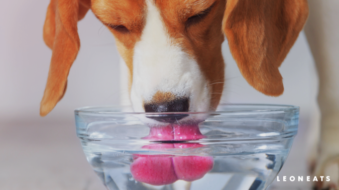 談談寵物營養（6）－ 貓犬六大必需營養素：水(圖)