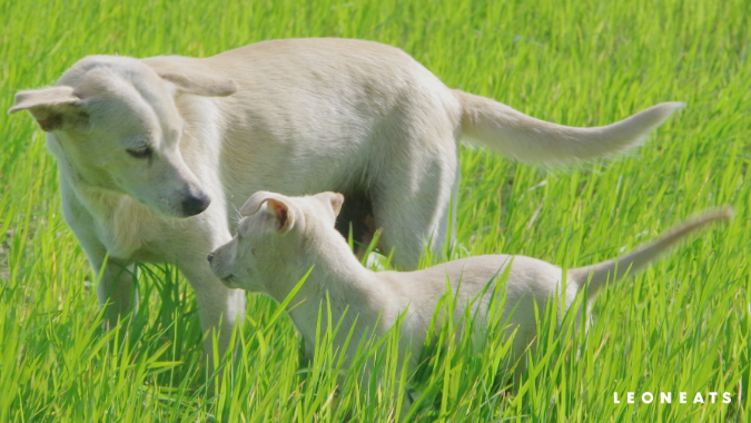 談談寵物營養（3）－ 貓犬六大必需營養素：碳水化合物(圖)