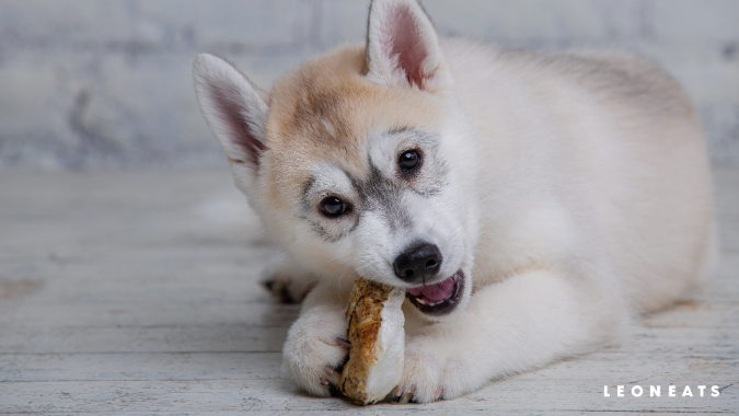 談談寵物營養（2）－ 貓犬六大必需營養素：脂肪與脂肪酸(圖)