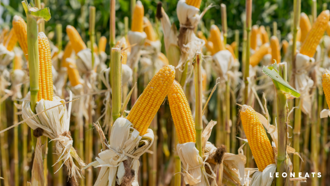 迷思：玉米只是填充物？(圖)