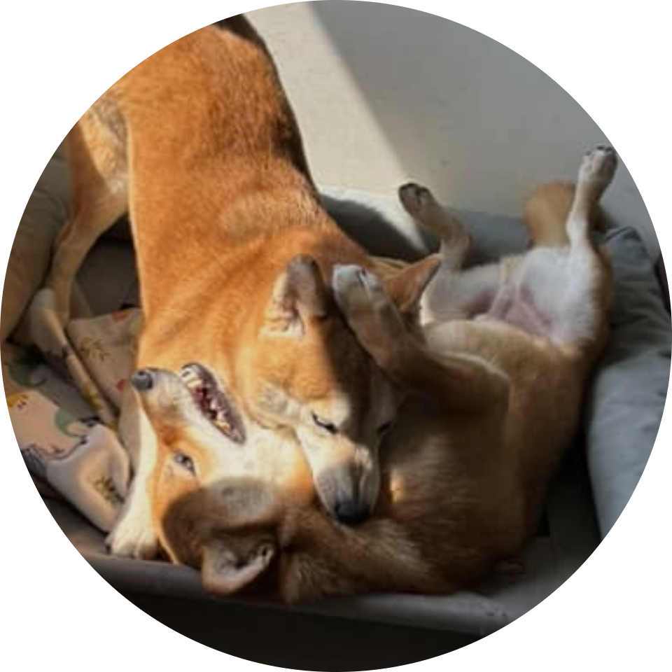 弟弟一路 & 姊姊阿柴(照片)